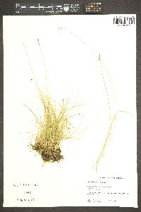 Carex disperma image