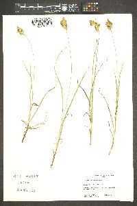 Carex douglasii image