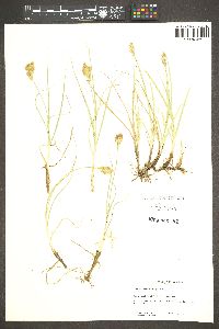 Carex douglasii image