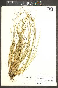 Carex echinata image