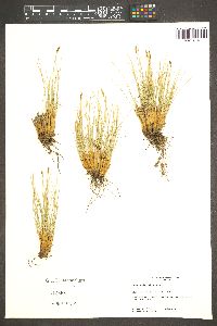 Carex elynoides image