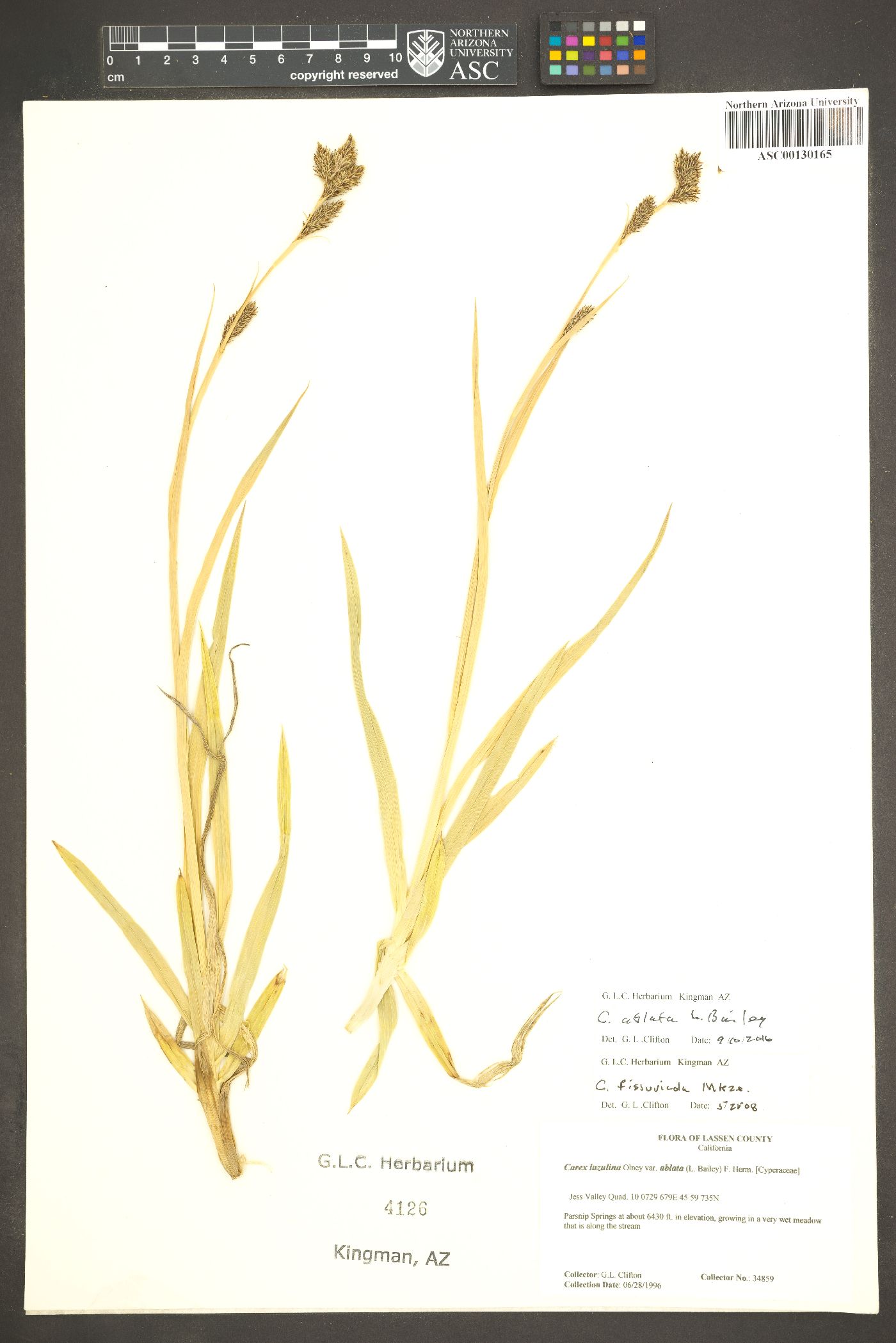 Carex ablata image