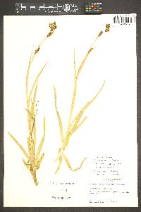 Carex ablata image