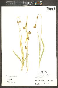 Carex luzulina image