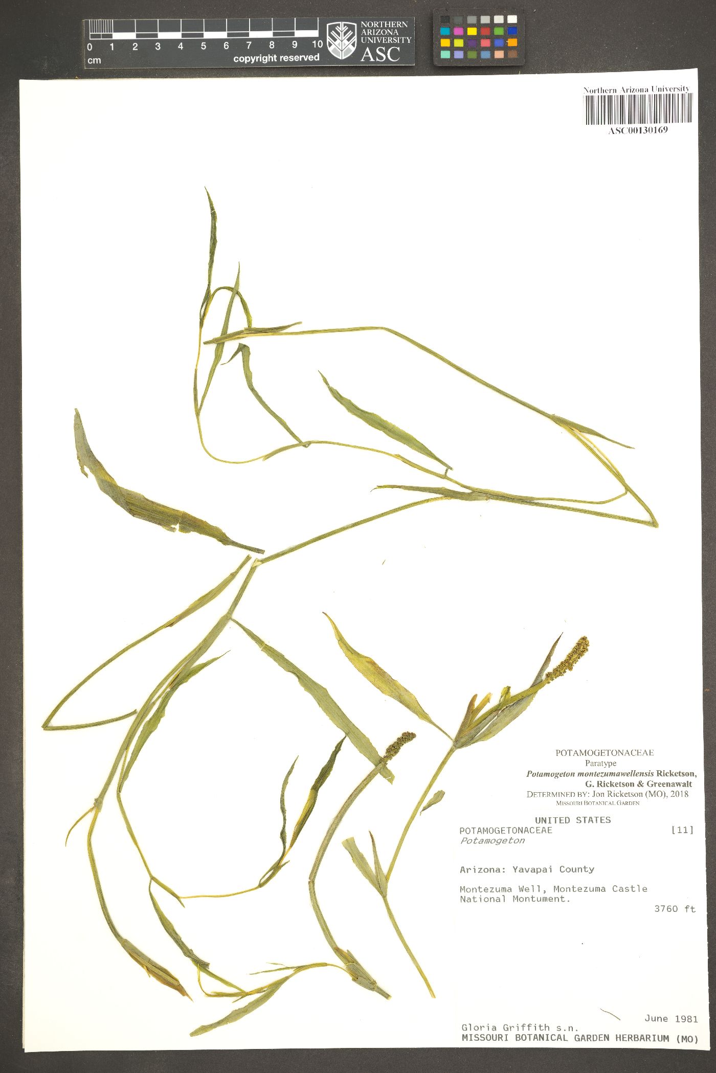 Potamogeton montezumawellensis image