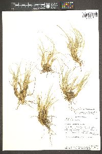 Carex geophila image