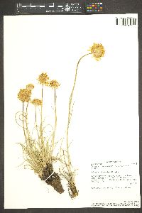 Hymenoxys bigelovii image