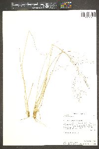 Eragrostis intermedia image