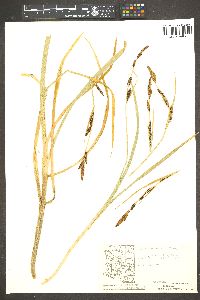 Carex nebrascensis image