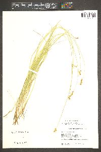 Carex teneriformis image