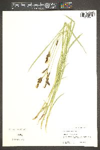 Carex spectabilis image