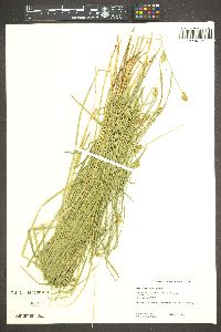 Carex subfusca image