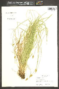 Carex subfusca image