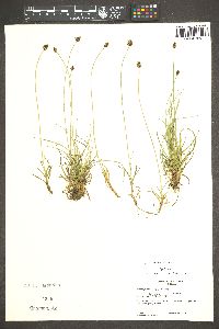 Carex nigricans image