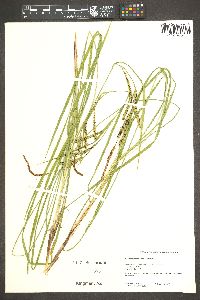 Carex angustata image