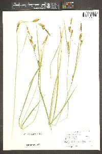 Carex angustata image