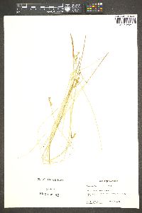 Carex ormantha image