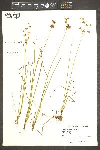 Juncus nevadensis image