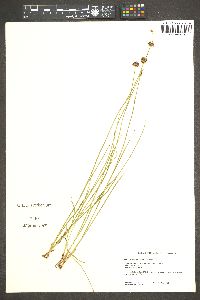 Juncus nevadensis image