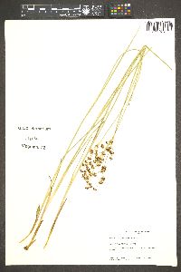 Juncus nevadensis image