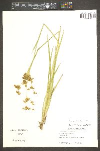 Juncus xiphioides image