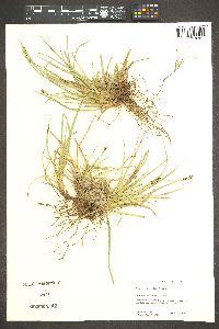 Carex brainerdii image