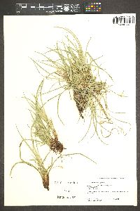 Carex brainerdii image