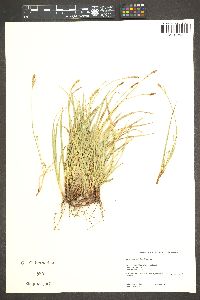 Carex brainerdii image