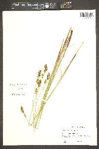 Carex buxbaumii image