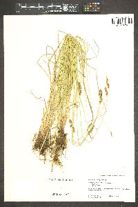 Carex cusickii image