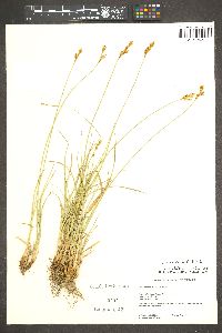 Carex davyi image