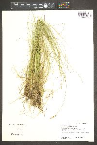 Carex ormantha image