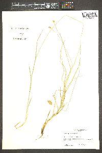 Carex abrupta image