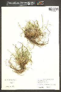 Carex brainerdii image