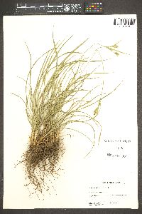 Carex whitneyi image