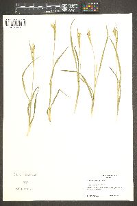 Carex whitneyi image