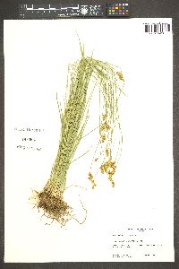 Carex subfusca image