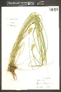 Carex fracta image