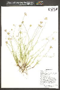 Erigeron tracyi image