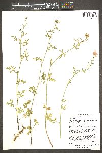 Sphaeralcea rusbyi image