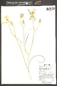 Calochortus ambiguus image