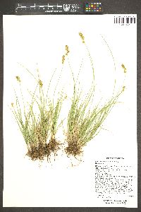 Carex occidentalis image