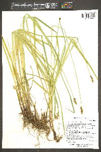 Carex nervina image