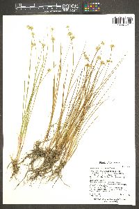 Juncus chlorocephalus image