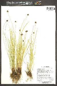 Carex jonesii image