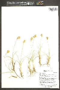 Carex douglasii image