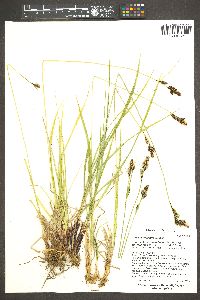 Carex heteroneura image