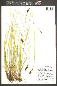 Carex heteroneura image