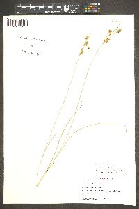 Cyperus schweinitzii image