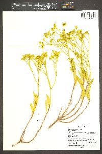 Eriogonum smithii image